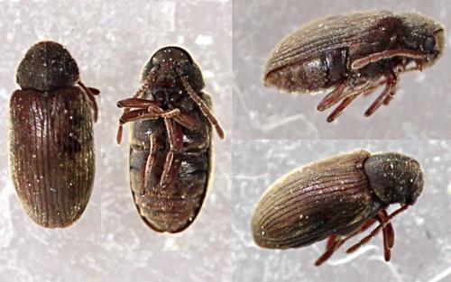 Homophthalmus rugicollis