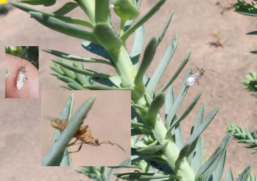 Liorhyssus hyalinus