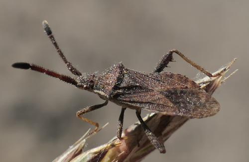 Coriomeris denticulatus