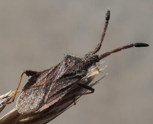 Coriomeris denticulatus