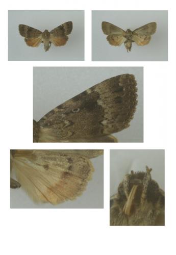Amphipyra pyramidea