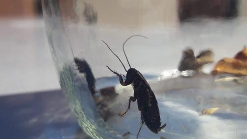 Réf. 232 220 : Loboptera sp.