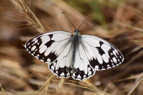 Melanargia lachesis