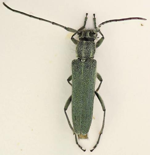 Opsilia coerulescens