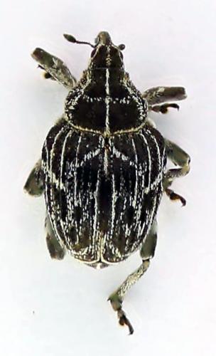 Mogulones geographicus