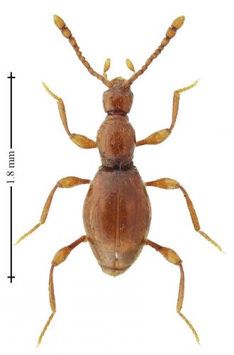 Réf. 232 996 : Scydmaenus perrisi