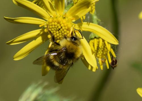 Bombus pratorum
