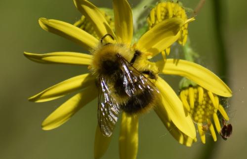 Bombus pratorum