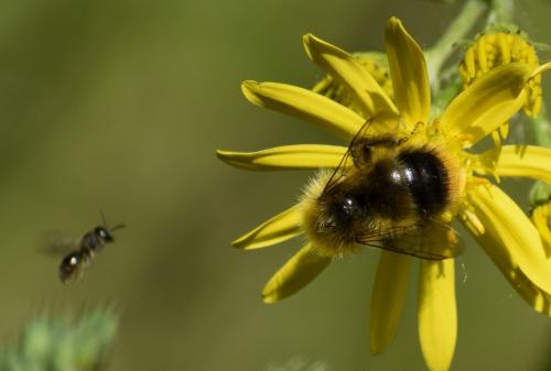 Bombus pratorum