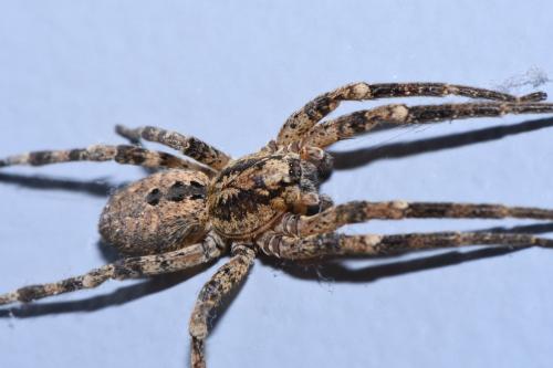 Zoropsis spinimana