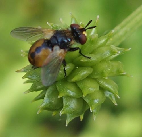 Réf. 232 090 : Gymnosoma sp.