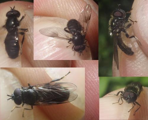 Réf. 232 215 : Pipiza lugubris