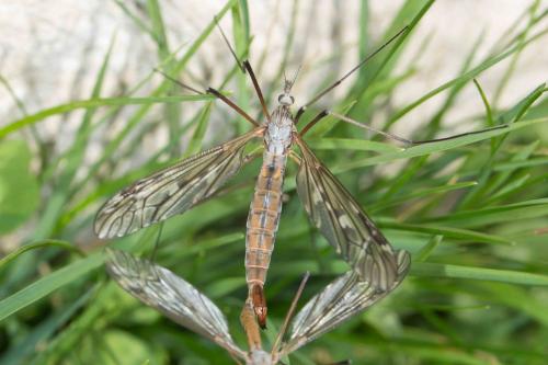 Réf. 232 593 : Tipula sp.