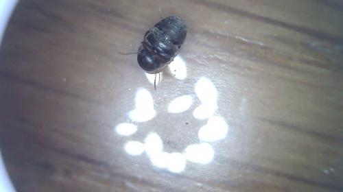 Réf. 232 579 : Mesocoelopus niger