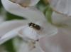 232956 – Photo : JF Languy – Belgique