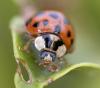 232688 – Photo : lguez – France (91)