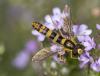 232636 – Photo : lguez – France (91)