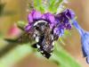 232920 – Photo : Danièle Tixier-Inrep – France (30)