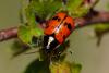232548 – Photo : Pierre Duhem – France (83)