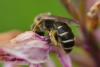 232387 – Photo : Patrick TRECUL – France (41)
