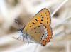 232138 – Photo : Stephane FERNANDES – France (42)