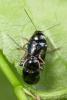 232975 – Photo : Arthropa - Benoit Martha – France (21)