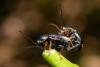 232974 – Photo : Arthropa - Benoit Martha – France (21)