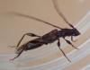 232511 – Photo : Arthropa - Benoit Martha – France (71)