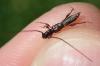 232512 – Photo : Arthropa - Benoit Martha – France (71)