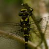 232158 – Photo : Bertrand Piney – France (21)