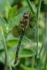 232445 – Photo : Bertrand Piney – France (44)