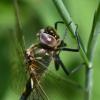 232446 – Photo : Bertrand Piney – France (44)