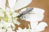 232770 – Photo : Fabricius – France (83)