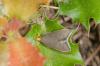 232763 – Photo : Fabricius – France (83)