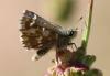 232271 – Photo : Stephane FERNANDES – France (42)