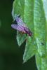 232498 – Photo : Daniel Ventard – France (71)