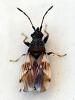 Macroplax fasciata