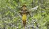 232350 – Photo : Andgelo Mombert – France (25)