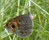 232894 – Photo : Catherine Reymonet-Smitten – France (19)