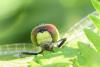 232765 – Photo : florent besson – France (33)