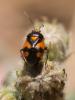 232429 – Photo : BourrinOman – France (83)