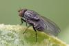 Minettia tabidiventris