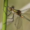 232985 – Photo : Thierry Wattez – France (79)