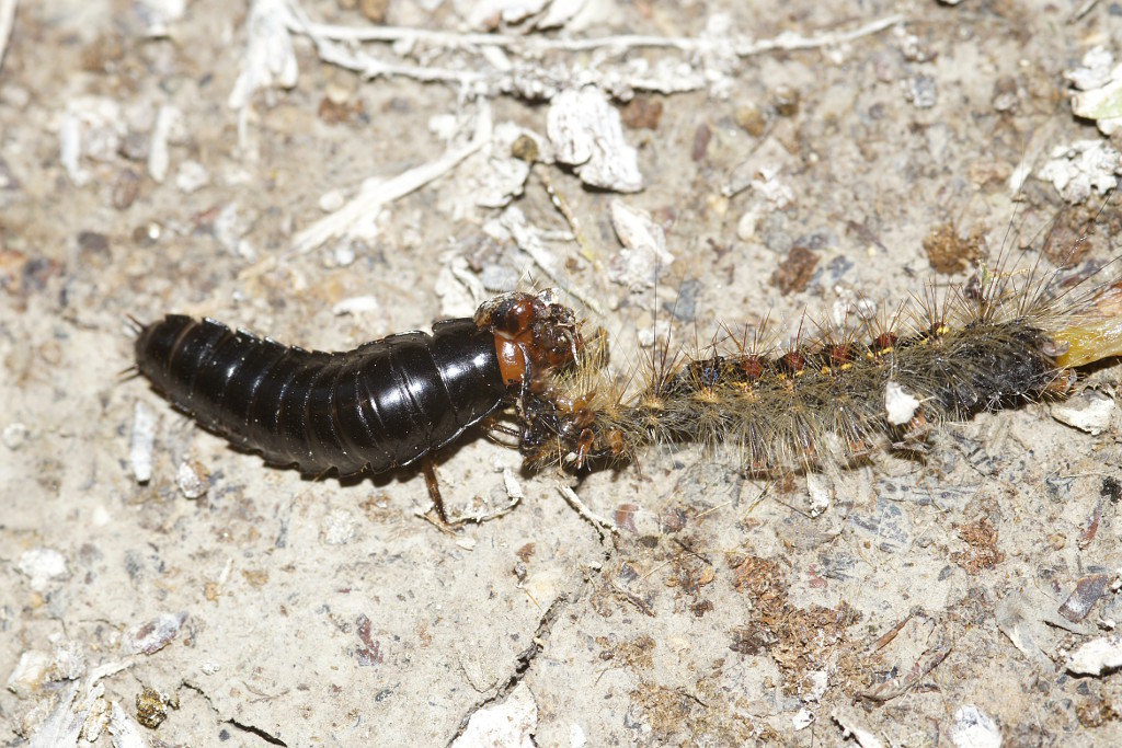 Yann Evenou - Dendroxena quadrimaculata - réf. 232852 (1024 x 683 pixels, 213 ko)