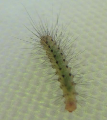 Arctiinae