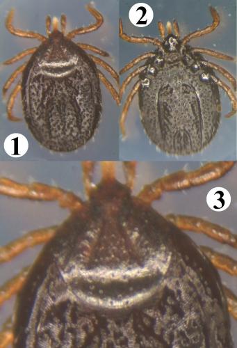 Ixodes festai