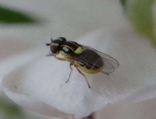 Thaumatomyia sp.