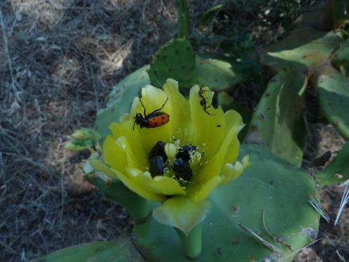 Réf. 233 921 : Mylabris quadripunctata