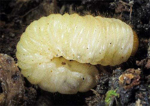Réf. 233 547 : Cetoniinae inconnu