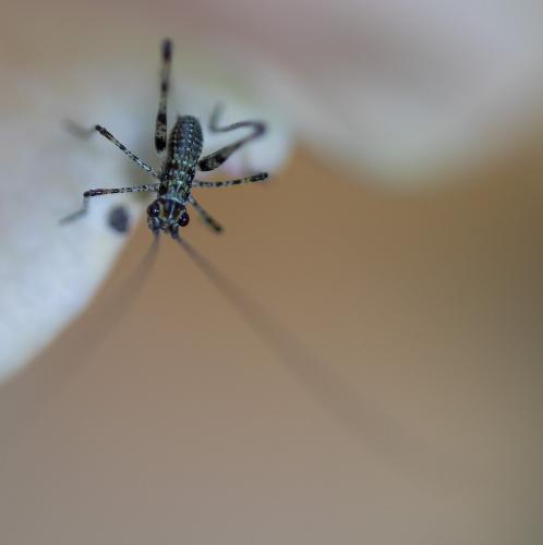 Phaneroptera sp.